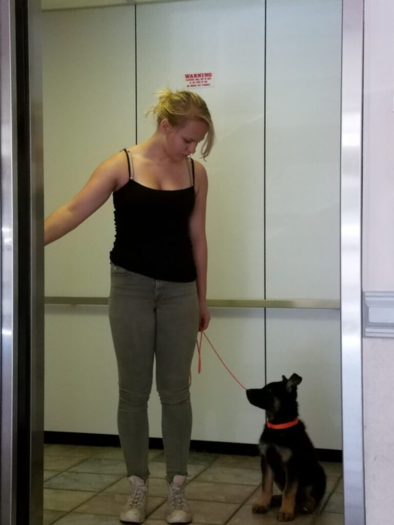 Puppy Nikko in Elevator