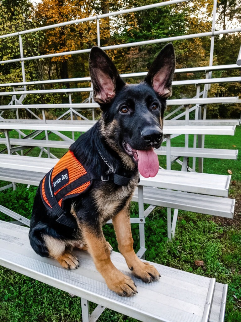 Puppy Training - K9 Training Specialist